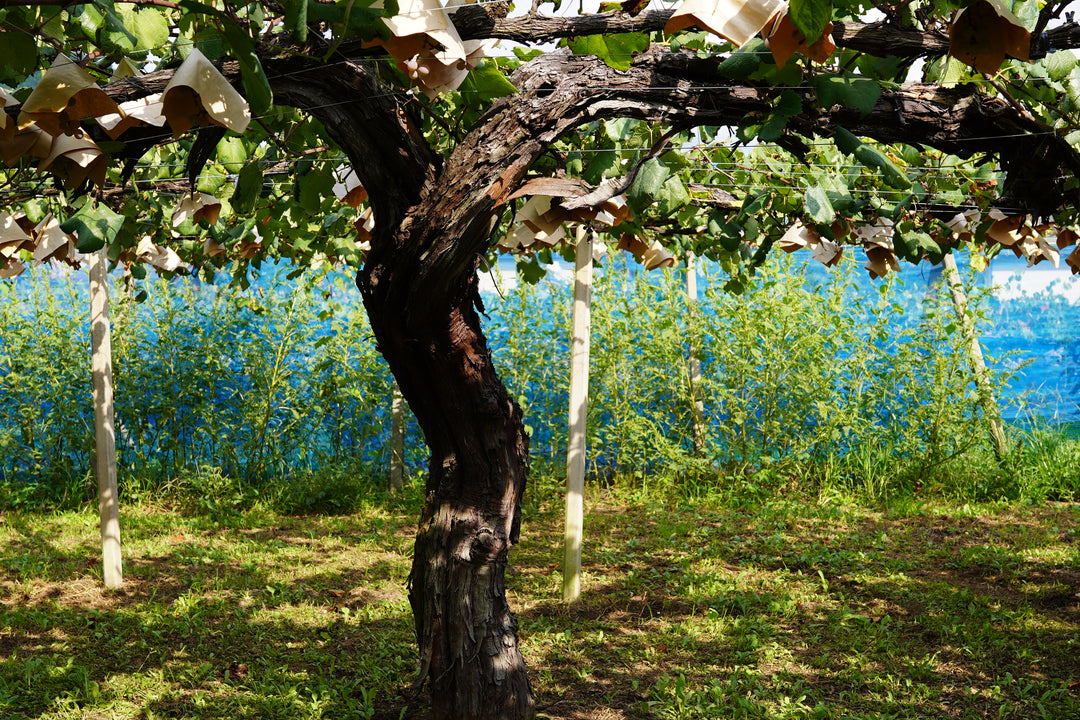 駒園ヴィンヤード