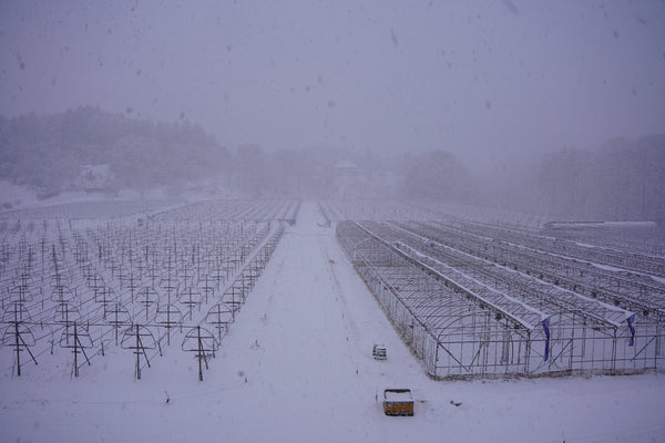 奥出雲葡萄酒(島根県)