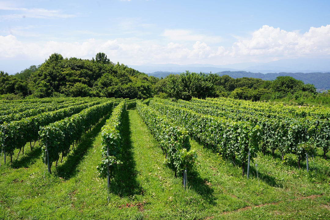【23年夏 旅レポ②】ワイン産地として盛り上がる長野県小諸市