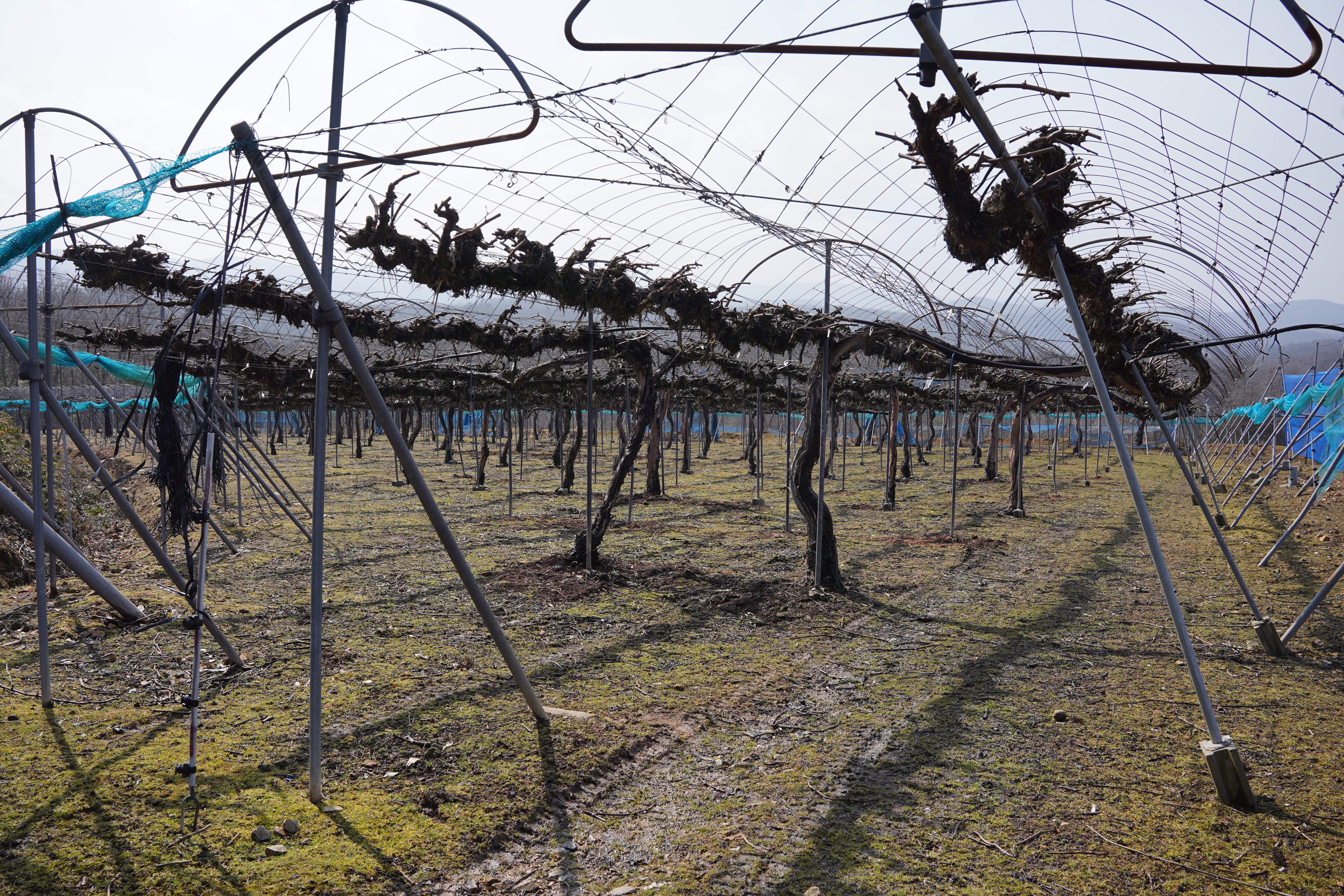 TOMOÉシャルドネ新月 – 日本ワイン店 じゃん