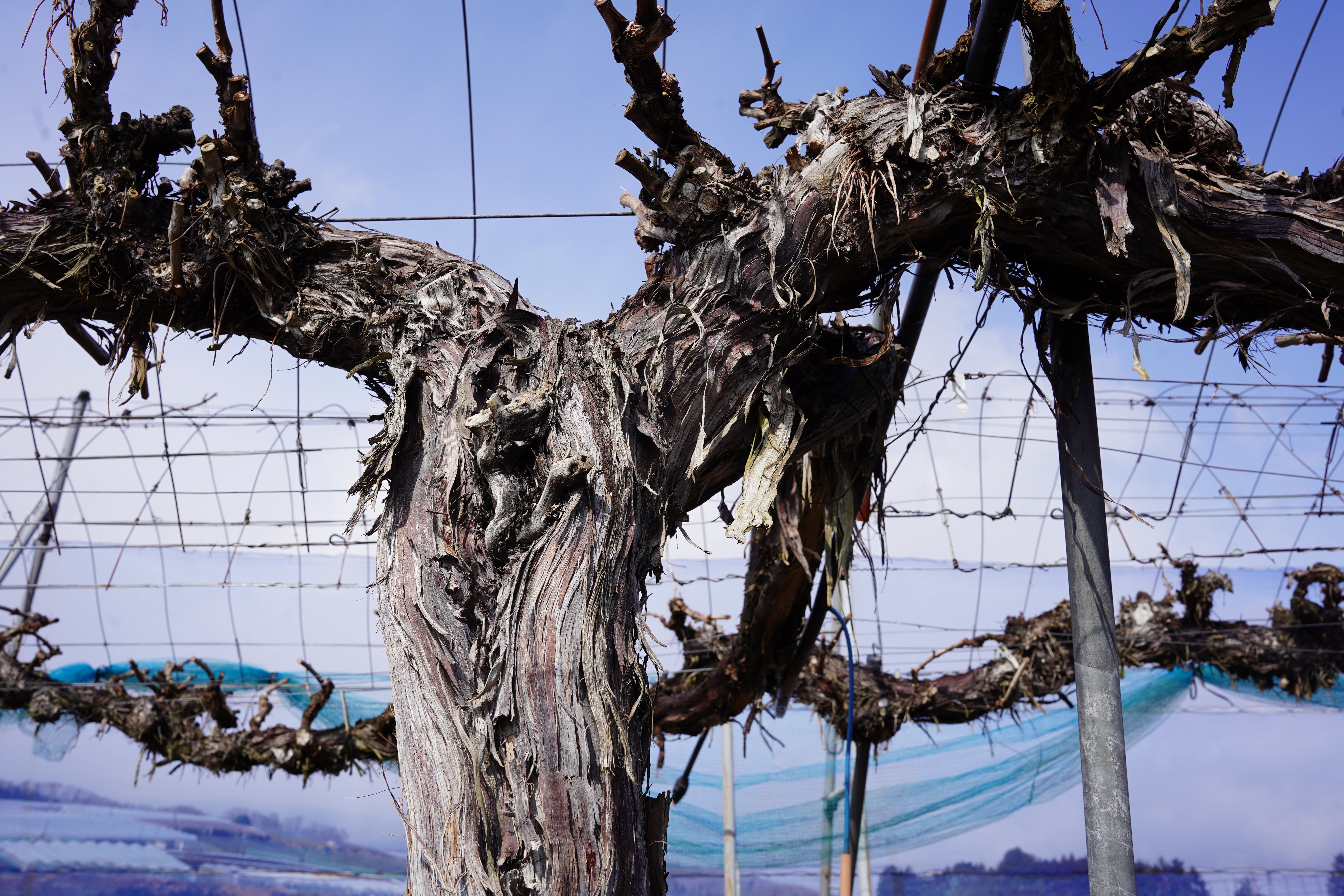 TOMOÉシャルドネ新月 – 日本ワイン店 じゃん