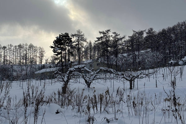 ミソノヴィンヤード（北海道）